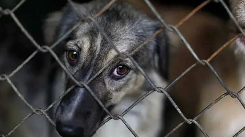chaco-endurecio-las-sanciones-por-maltrato-animal-y-creo-un-registro-de-infractores