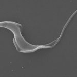 cientificos-del-conicet-crearon-una-herramienta-bioinformatica-para-descifrar-el-complejo-genoma-del-chagas