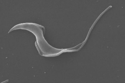 cientificos-del-conicet-crearon-una-herramienta-bioinformatica-para-descifrar-el-complejo-genoma-del-chagas