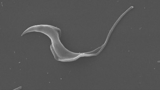 cientificos-del-conicet-crearon-una-herramienta-bioinformatica-para-descifrar-el-complejo-genoma-del-chagas