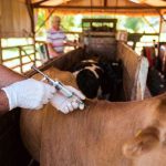 mas-productores,-mayor-cobertura:-la-estrategia-sanitaria-que-fortalece-la-ganaderia-misionera