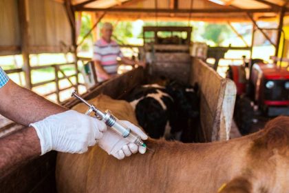 mas-productores,-mayor-cobertura:-la-estrategia-sanitaria-que-fortalece-la-ganaderia-misionera