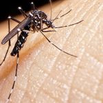 #elninoenmisiones-|-las-intensas-lluvias-podrian-favorecer-la-proliferacion-de-mosquitos-y-elevar-el-riesgo-de-dengue-en-la-region
