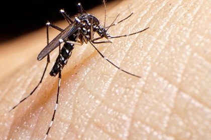 #elninoenmisiones-|-las-intensas-lluvias-podrian-favorecer-la-proliferacion-de-mosquitos-y-elevar-el-riesgo-de-dengue-en-la-region