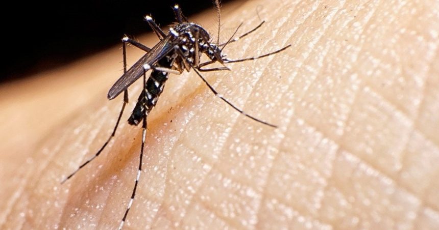 #elninoenmisiones-|-las-intensas-lluvias-podrian-favorecer-la-proliferacion-de-mosquitos-y-elevar-el-riesgo-de-dengue-en-la-region