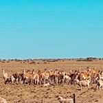 en-una-provincia-ya-hay-mas-guanacos-que-ovejas:-en-una-decada-se-duplico-su-poblacion-y-enciende-las-alarmas-del-sector-ovino
