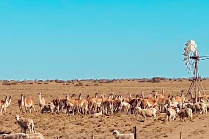 en-una-provincia-ya-hay-mas-guanacos-que-ovejas:-en-una-decada-se-duplico-su-poblacion-y-enciende-las-alarmas-del-sector-ovino