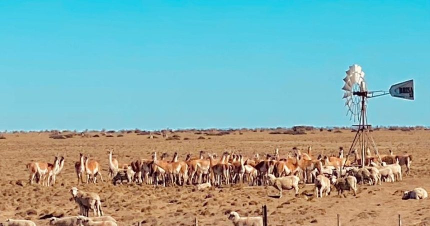 en-una-provincia-ya-hay-mas-guanacos-que-ovejas:-en-una-decada-se-duplico-su-poblacion-y-enciende-las-alarmas-del-sector-ovino