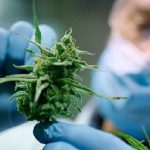 dolor-cronico,-ansiedad-e-insomnio:-el-nuevo-mapa-del-cannabis-medicinal-en-argentina