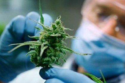 dolor-cronico,-ansiedad-e-insomnio:-el-nuevo-mapa-del-cannabis-medicinal-en-argentina