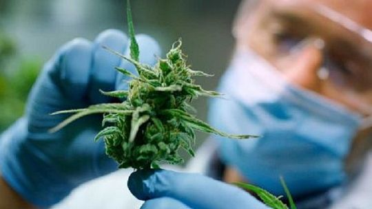 dolor-cronico,-ansiedad-e-insomnio:-el-nuevo-mapa-del-cannabis-medicinal-en-argentina