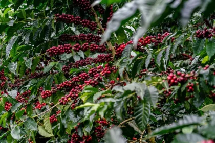 productores-de-cafe-refuerzan-lucha-contra-la-antracnosis