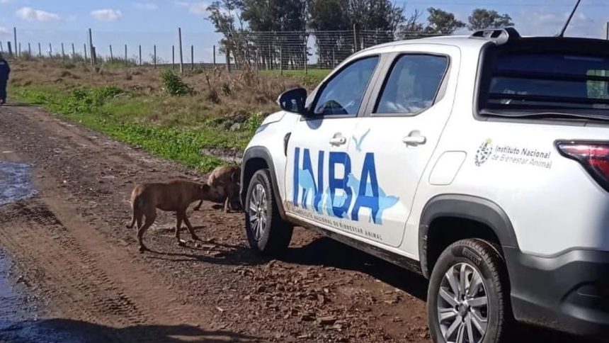el-inba,-los-ataques-de-perros-y-cientos-de-denuncias-en-el-interior-atendidas-por-solo-tres-funcionarios