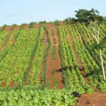 el-manejo-del-suelo-cambia-con-el-exceso-de-agua:-las-recomendaciones-del-inta-para-la-chacra