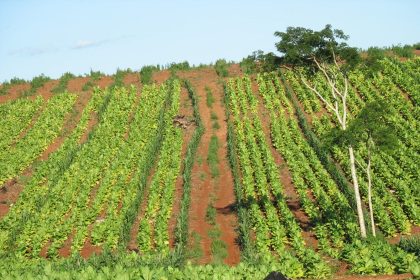 el-manejo-del-suelo-cambia-con-el-exceso-de-agua:-las-recomendaciones-del-inta-para-la-chacra