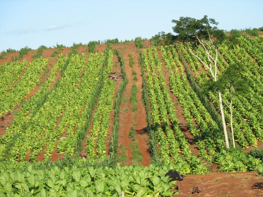el-manejo-del-suelo-cambia-con-el-exceso-de-agua:-las-recomendaciones-del-inta-para-la-chacra