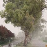 el-servicio-meteorologico-nacional-elevo-a-alerta-naranja-el-aviso-por-viento-zonda-para-este-viernes-en-el-gran-mendoza