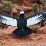 wayra-volvio-a-volar:-liberaron-a-un-condor-andino-tras-un-ano-de-rehabilitacion