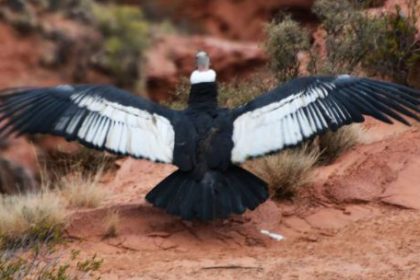 wayra-volvio-a-volar:-liberaron-a-un-condor-andino-tras-un-ano-de-rehabilitacion