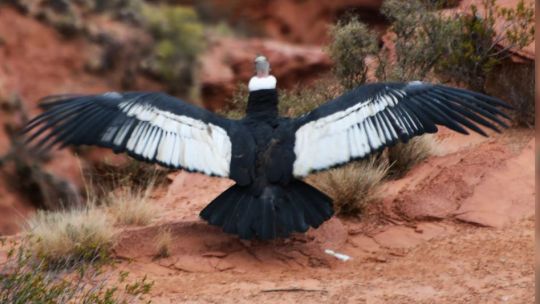 wayra-volvio-a-volar:-liberaron-a-un-condor-andino-tras-un-ano-de-rehabilitacion