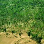 china-comenzo-a-construir-una-“gran-muralla-verde”:-preocupan-las-alergias-respiratorias