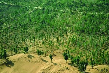 china-comenzo-a-construir-una-“gran-muralla-verde”:-preocupan-las-alergias-respiratorias