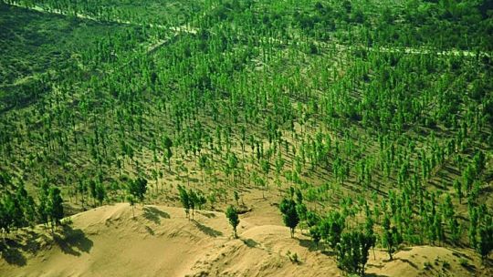china-comenzo-a-construir-una-“gran-muralla-verde”:-preocupan-las-alergias-respiratorias