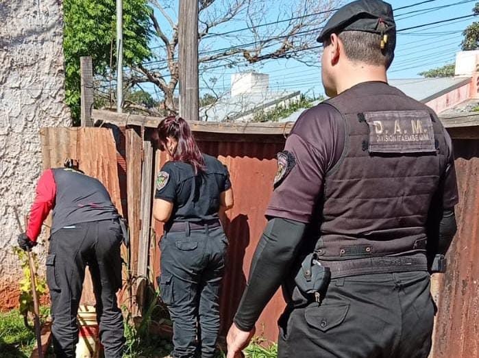 resguardaron-una-yarara-crucera-que-aparecio-en-una-vivienda-de-posadas