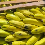 el-gobierno-elimino-controles-a-las-bananas-importadas-y-crece-la-alerta-por-el-riesgo-de-plagas