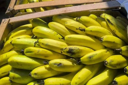 el-gobierno-elimino-controles-a-las-bananas-importadas-y-crece-la-alerta-por-el-riesgo-de-plagas