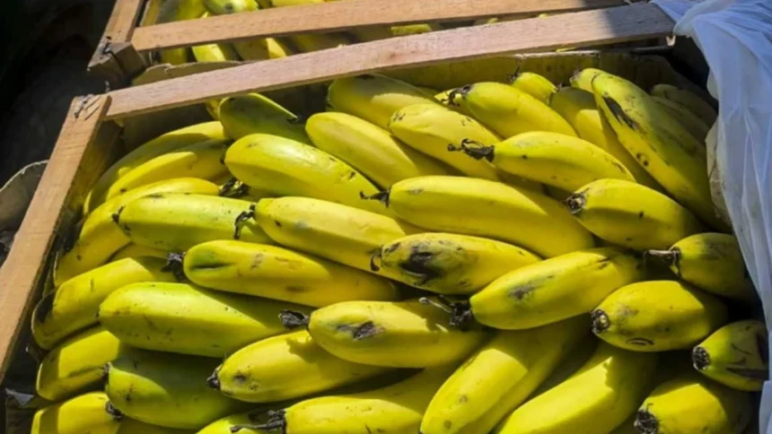 el-gobierno-elimino-controles-a-las-bananas-importadas-y-crece-la-alerta-por-el-riesgo-de-plagas