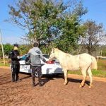 policias-de-obera-recuperaron-un-caballo-robado-durante-un-patrullaje-preventivo