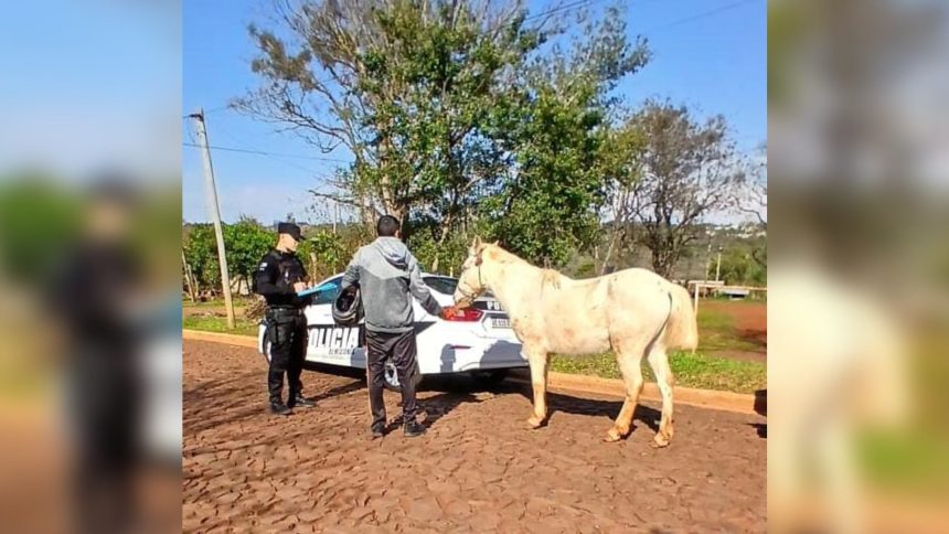 policias-de-obera-recuperaron-un-caballo-robado-durante-un-patrullaje-preventivo