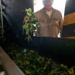 yerba-mate:-las-exportaciones-pegaron-un-salto-en-junio-y-el-primer-semestre-cerro-con-un-aumento-del-6%