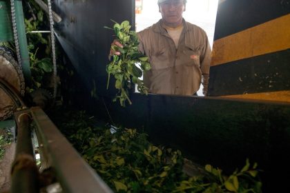 yerba-mate:-las-exportaciones-pegaron-un-salto-en-junio-y-el-primer-semestre-cerro-con-un-aumento-del-6%