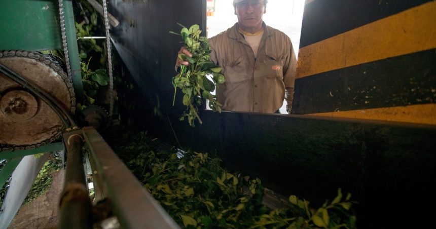 yerba-mate:-las-exportaciones-pegaron-un-salto-en-junio-y-el-primer-semestre-cerro-con-un-aumento-del-6%