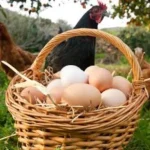 el-lado-menos-conocido-de-los-huevos-ecologicos-salio-a-la-luz-en-un-nuevo-estudio