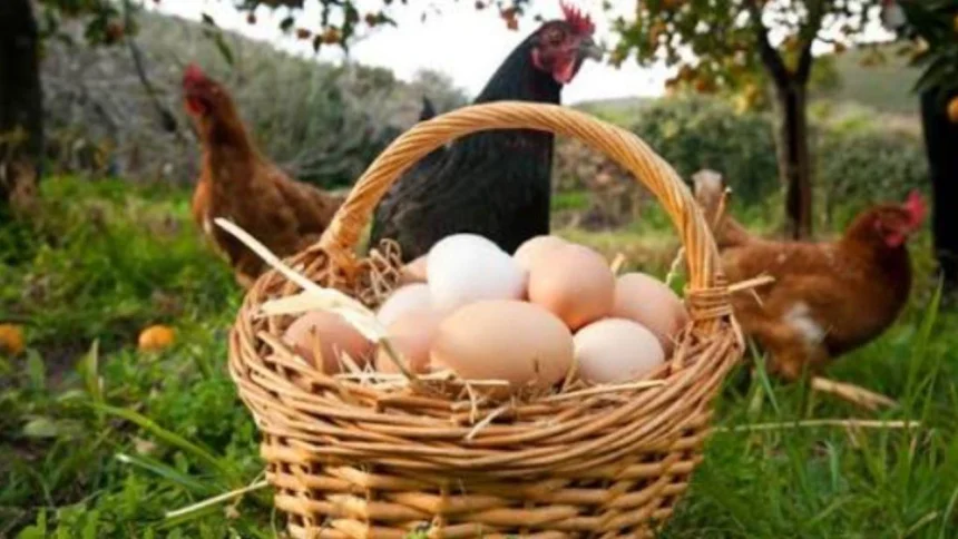 el-lado-menos-conocido-de-los-huevos-ecologicos-salio-a-la-luz-en-un-nuevo-estudio