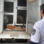 allanaron-la-vivienda-de-itambe-guazu-que-fue-denunciada-por-presunto-maltrato-animal:-secuestraron-8-perros-y-6-gatos-en-posadas