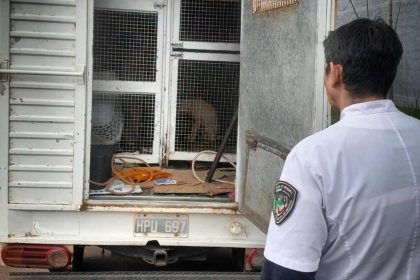 allanaron-la-vivienda-de-itambe-guazu-que-fue-denunciada-por-presunto-maltrato-animal:-secuestraron-8-perros-y-6-gatos-en-posadas