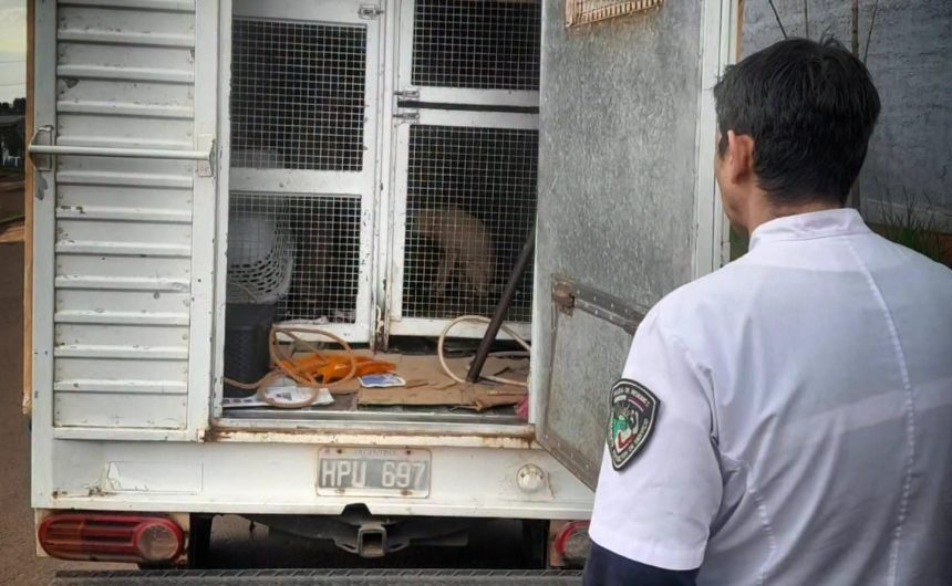 allanaron-la-vivienda-de-itambe-guazu-que-fue-denunciada-por-presunto-maltrato-animal:-secuestraron-8-perros-y-6-gatos-en-posadas