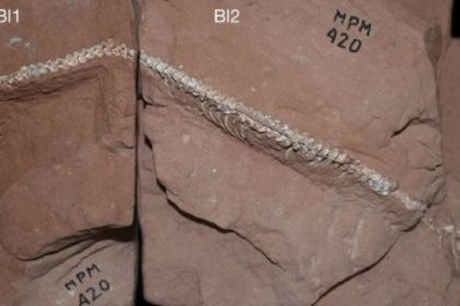 descubren-fosiles-de-un-nandu-de-hace-65-mil-anos-en-corrientes:-por-que-el-hallazgo-es-clave-para-la-ciencia