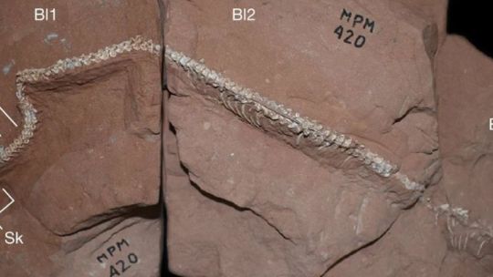 descubren-fosiles-de-un-nandu-de-hace-65-mil-anos-en-corrientes:-por-que-el-hallazgo-es-clave-para-la-ciencia