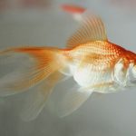 argentine-court-declares-restaurant-goldfish-‘sentient-beings’