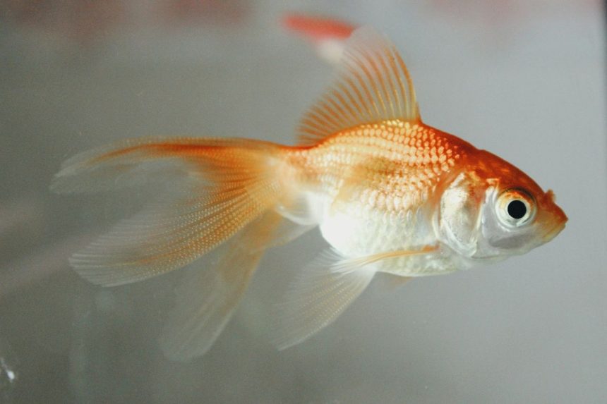 argentine-court-declares-restaurant-goldfish-‘sentient-beings’