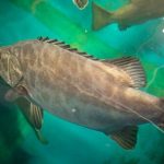 del-mar-al-laboratorio:-el-historico-avance-en-la-cria-de-chernias-en-cautiverio