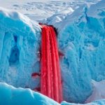 el-secreto-de-las-cataratas-de-sangre-de-la-antartida:-descubren-antiguas-criaturas-marinas-atrapadas-bajo-el-hielo
