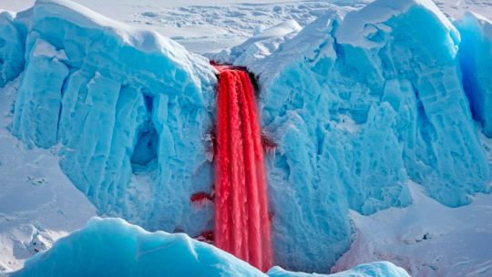 el-secreto-de-las-cataratas-de-sangre-de-la-antartida:-descubren-antiguas-criaturas-marinas-atrapadas-bajo-el-hielo
