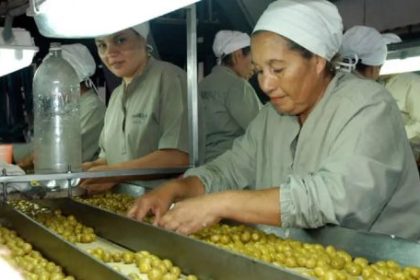fuerte-crecimiento-de-la-olivicultura:-“la-gran-traccion-viene-desde-el-lado-de-la-demanda-y-de-los-consumidores”