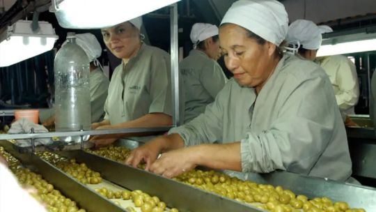 fuerte-crecimiento-de-la-olivicultura:-“la-gran-traccion-viene-desde-el-lado-de-la-demanda-y-de-los-consumidores”